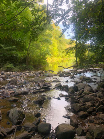 A forest stream opens onto bright sunshine