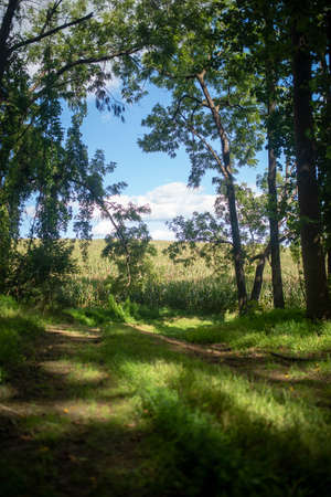 Idyllic forest path opens onto corn field