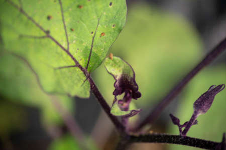 Abstract macro of green eggplant leaves with purple veins and a bud.