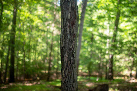 Rough textured tree trunk with green woodland background.