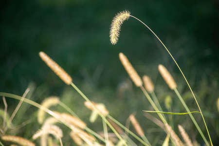 Abstract green nature background with swooping cattails.