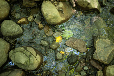 High angle view of forest stream with stones and one yellow leafの写真素材