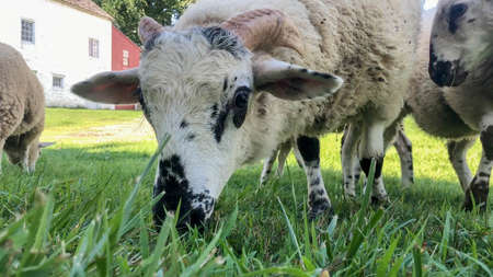 Close up of spotted sheep with pink horns grazing, looking at cameraの写真素材