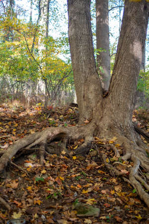 Tree with split trunk and long gnarled roots in Autumn forest