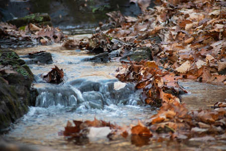 Fallen orange leaves line the creekbanks.