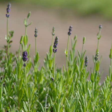 Lavender seedlings harden in the spring sunshine in this warm and peaceful image full of colors and new life.の写真素材