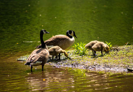 Mature geese and fuzzy goslings walk ashore looking for things to eat. Woodland surroundings reflect...