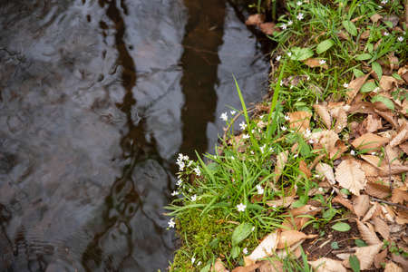Grassy river bank white flowers brown leaves nature background copy space