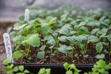 beautiful green healthy seedling image of leafy greens in a greenhouse setting natural light, no...