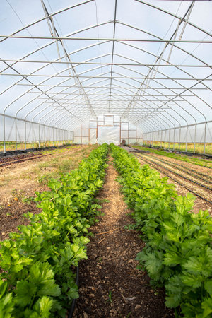 vertical image of vegetable greenhouse interior with rows of leafy celeryの写真素材