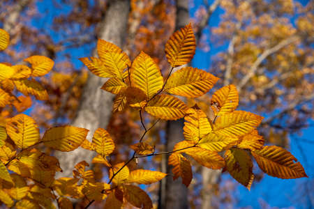 Golden hour sunlight on bright yellow and orange leaves. Selective focus on foreground leaves with...