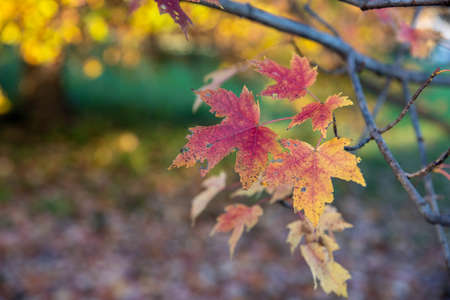 Beautiful red and yellow maple leaves in the autumn golden hour sunshine. closeup of leaves on...