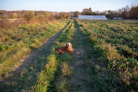 Happy farm dog lays in the sunshine on a grassy trail to a greenhouse in the background of an organic vegetable farm. No people, with copy space, in natural light.の写真素材