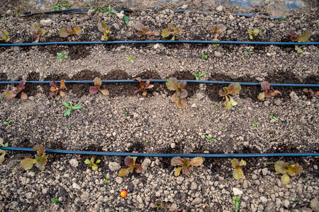 Red leaf lettuce seedlings sprout along irrigation lines high angle view
