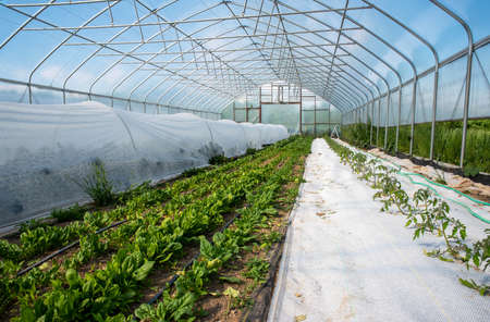 Vegetable greenhouse interior with rows of plants and crop covers