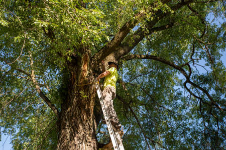 Caucasian working man on a ladder cuts a branch off of a large tree with a hand saw
