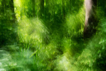 Beautiful surreal abstract path through woodsの写真素材