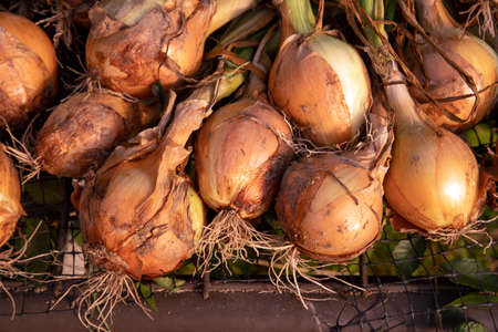 Closeup of harvested yellow onions drying on a screen on organic farmの写真素材