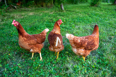 Three free range Rhode Island Red farm chickens hens in green grassの写真素材