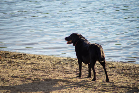 Beautiful chocolate lab dog on a beach by waters edgeの写真素材