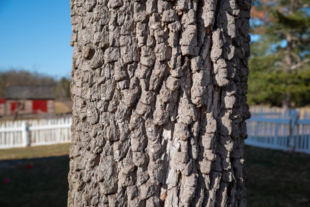 Gorgeous deep texture close up of tree bark in an idyllic setting.