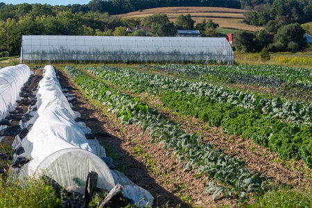Organic vegetable garden with hills and a greenhouse