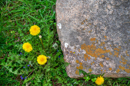 Beautiful stone texture gray stepping stone on a garden path with green grass and yellow danselion flowers on a sunny day. Natural light with no people and copy spaceの写真素材
