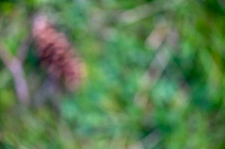 Lovely soft high angle defocused background image of a green forest floor and a single off center...