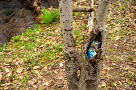 Pennsylvania woodland nature background with copy space and selective focus on sapling birch tree with a discarded aluminum can stuck in the hollow of a knot. Young tree appears to be growing around it. No people, shot in natural light.の写真素材