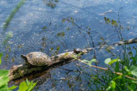 Red markings on adult Red Eared Slider turtle baby on log behind the adult. Seen through foliage in a Pennsylvania pond. Shot in natural sunlight with no people and copy space.の写真素材