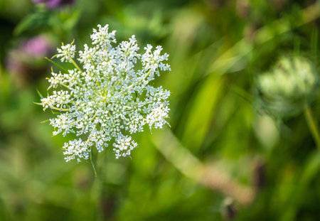 Gorgeous green nature defocused background with abstract off center Queen Anne's Lace flower in...