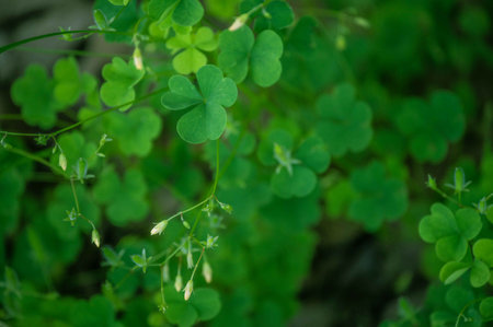 Three leaf clover green plant garden nature background closeup with tiny white flowers in abstract selective focus soft delicate scene with copy space.の写真素材