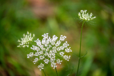 Gorgeous green nature defocused background with abstract off center Queen Anne Lace, Queen Anne's Lace, flower in golden hour sunlight. No people with plenty of copy space.の写真素材