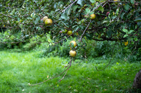 Organic orchard Golden Russet apples on a lush green fruit tree on a sunny day. No people with copy...
