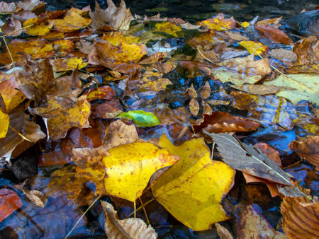 Idyllic nature background with colorful autumn leaves floating in a woodland stream with blue sky reflected in water surface with copy space and two big lyellow leaves in foregroundの写真素材