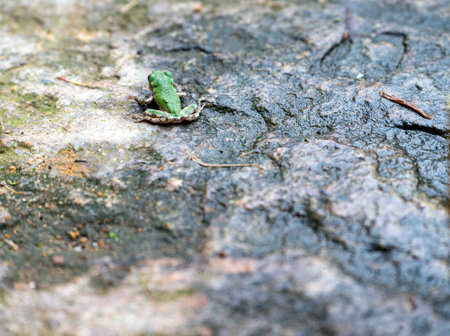 View of a juvenile American Toad with camouflage markings on legs and a bright green body on a textured stone. Selective focus with copy space and no people.の写真素材