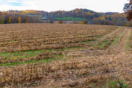 Beautiful golden hour freshly cut harvested Pennsylvania agricultural corn field landscape with woods background. Warm fall colors.の写真素材