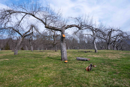 Beautiful grass apple orchard under a blue sky in early spring with cut branches laying on the...