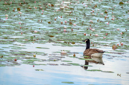 Canada goose on idyllic lake covered with water lily pads and flowersの写真素材