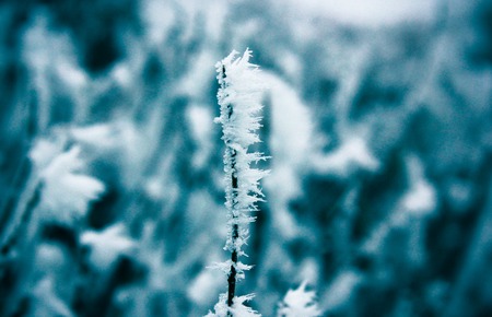 Winter leaves in the frost. Abstract background.の写真素材
