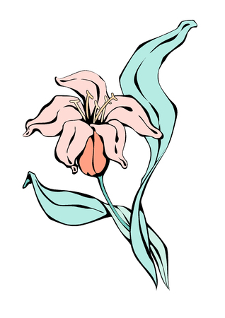 Vector black contour with color fill Lily flowers isolated on white backgroundのイラスト素材