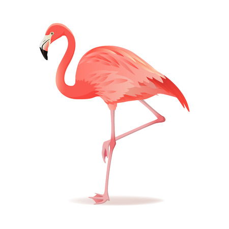 Red and pink flamingo vector illustration. Can be used for fashion print. Cool exotic bird standing, decorative design elements collection. Flamingo Isolated on white backgroundのイラスト素材