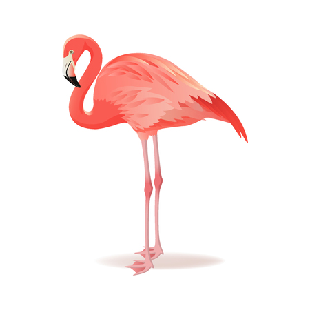 Red and pink flamingo vector illustration. Can be used for fashion print. Cool exotic bird standing, decorative design elements collection. Flamingo Isolated on white backgroundのイラスト素材