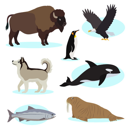 Set of cute wild animals icon for design and decoration, isolated on white background, bald eagle, buffalo, king penguin, Alaskan Malamute, orca, king salmon, walrus, vector illustrationのイラスト素材