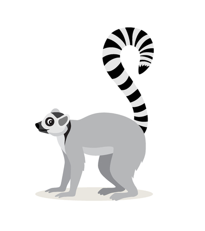 African animal, cute lemur with striped long tail icon isolated on white background, vector illustration in flat styleのイラスト素材