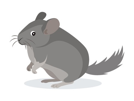 Cute gray chinchilla icon, fluffy pet, domestic animal, rodent, vector illustration in flat styleのイラスト素材