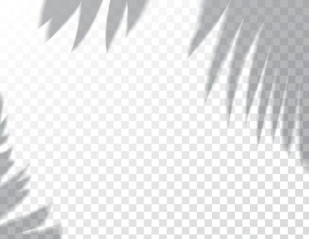 Shadows, overlay effects mock up, window frame and leaf of plants, natural interior light, vector illustrationのイラスト素材