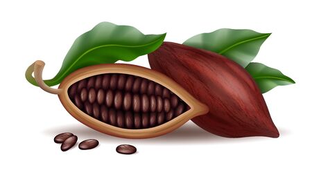 Realistic raw and dry cocoa thee beans and branch with green leaf, cacao pods cut in half, vector illustrationのイラスト素材