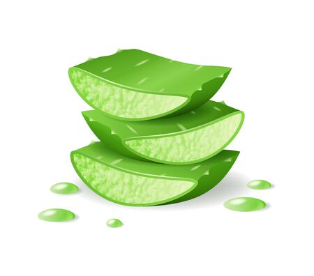 Aloe Vera cut pieces, realistic green plant, leaves and cut pieces with juice drops, isolated on white background, vector illustrationのイラスト素材