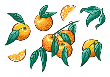 Collection of orange branches on a white background. Fruit wreath, orange slices Vector setのイラスト素材